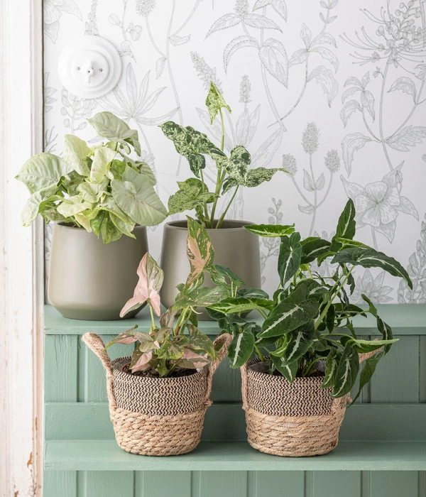 Purpurtute - Syngonium Podophyllum 'Mottled' 2 Purpurtute - Syngonium Podophyllum 'Mottled' – Bild 2