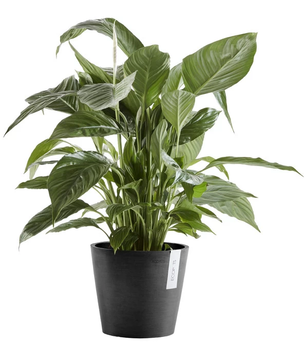 Ecopots Kunststoff-Topf Amsterdam Mit Wassersystem, Rund 2 Ecopots Kunststoff-Topf Amsterdam Mit Wassersystem, Rund – Bild 2