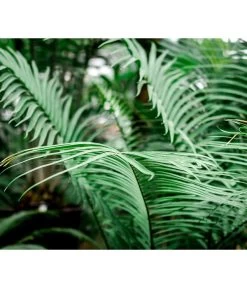 Floragard Aktiv Grünpflanzen- Und Palmenerde, 56 X 20 L -Gartenpflanzen Verkauf 6955793 WE MO 002 FloragardAktivGruenpflanzenundPalmenerde56x20l