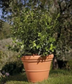 Farmet New Kunststoff-Topf Impruneta, Rund, Terrakotta, Inkl. Untersetzer 6 Farmet New Kunststoff-Topf Impruneta, Rund, Terrakotta, Inkl. Untersetzer -Gartenpflanzen Verkauf 6965271 WE MO 001 FarmetNewKunststoffBlumentopfImprunetarundterrakotta