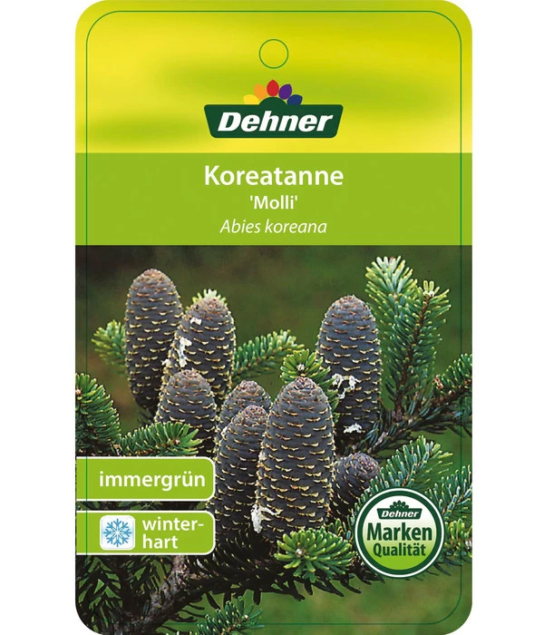Korea-Tanne 'Molli' 5 Korea-Tanne 'Molli' – Bild 5