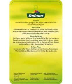 Korea-Tanne 'Molli' 11 Korea-Tanne 'Molli' -Gartenpflanzen Verkauf 7001936 KoreatanneMolli Etikett 2