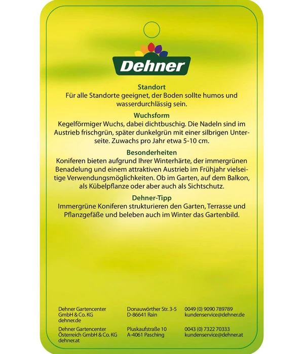 Korea-Tanne 'Molli' 6 Korea-Tanne 'Molli' – Bild 6