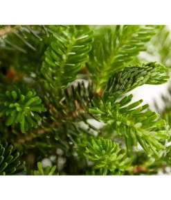 Korea-Tanne 'Molli' 8 Korea-Tanne 'Molli' -Gartenpflanzen Verkauf 7001936 WE DE 001 AbiesKoreanaMolliTanneDehnerExpressZS