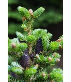 Korea-Tanne 'Molli' 9 Korea-Tanne 'Molli' -Gartenpflanzen Verkauf 7002405 PR DE 001 AbiesKoreanaMolli