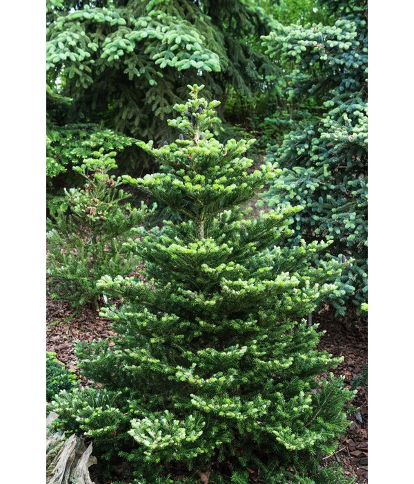 Korea-Tanne 'Molli' 2 Korea-Tanne 'Molli' – Bild 2