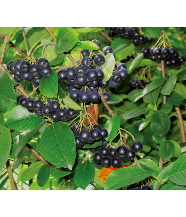 Apfelbeere, Aronia 'Viking' 1 Apfelbeere, Aronia 'Viking'