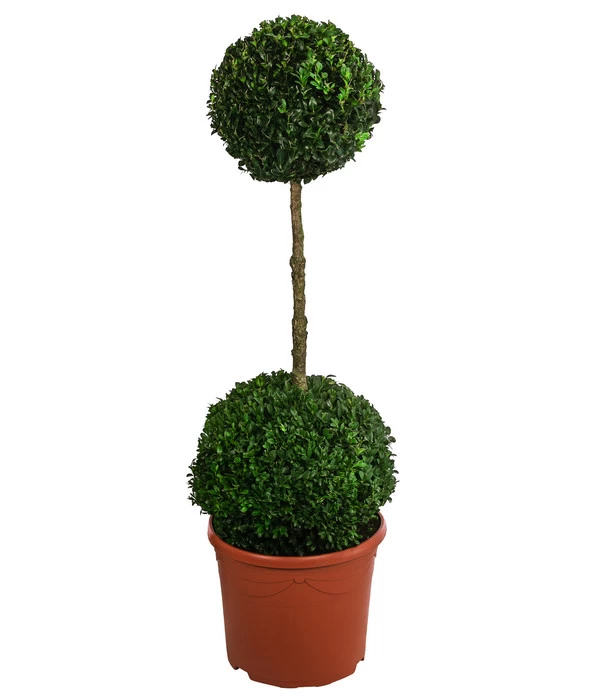 Buchsbaum, Stämmchen Mit 2 Kugeln 1 Buchsbaum, Stämmchen Mit 2 Kugeln