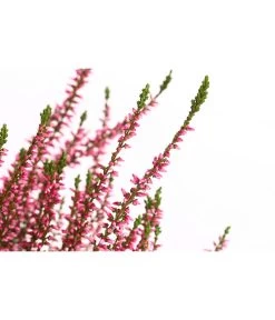 Knospenheide, Verschiedene Sorten 15 Knospenheide, Verschiedene Sorten -Gartenpflanzen Verkauf 7084932 WE DE 001 CallunaRenaKnospenheide