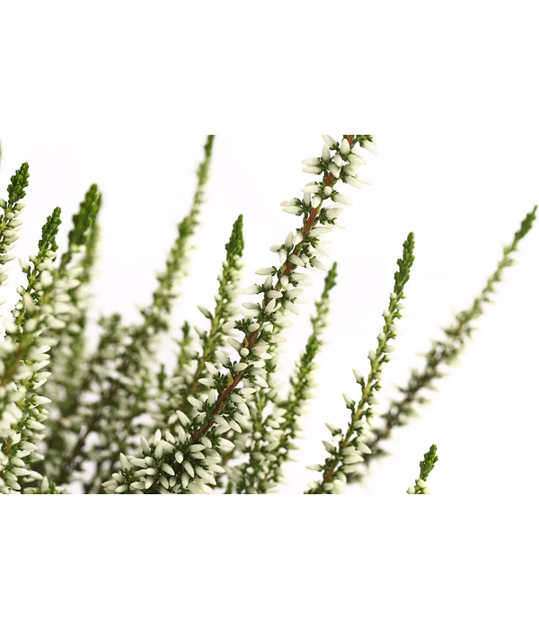 Knospenheide, Verschiedene Sorten 8 Knospenheide, Verschiedene Sorten – Bild 8