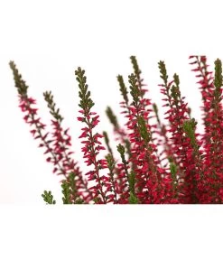 Knospenheide, Verschiedene Sorten 17 Knospenheide, Verschiedene Sorten -Gartenpflanzen Verkauf 7084932 WE DE 003 CallunaAngiKnospenheide