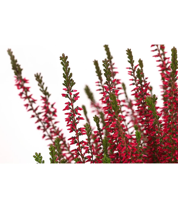 Knospenheide, Verschiedene Sorten 9 Knospenheide, Verschiedene Sorten – Bild 9