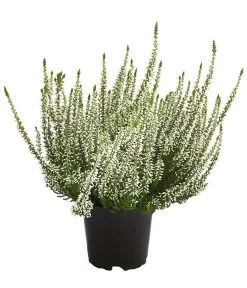 Knospenheide, Verschiedene Sorten 11 Knospenheide, Verschiedene Sorten -Gartenpflanzen Verkauf 7084932 WE FS 003 CallunaHelenaKnospenheide