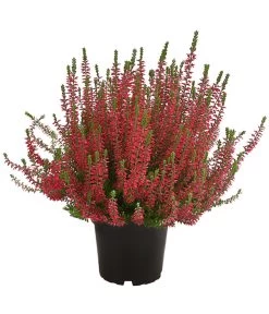 Knospenheide, Verschiedene Sorten 12 Knospenheide, Verschiedene Sorten -Gartenpflanzen Verkauf 7084932 WE FS 004 CallunaAngiKnospenheide