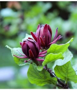 Roter Gewürzstrauch -Gartenpflanzen Verkauf 7085632 WE DE 001 CalycanthusGewuerzstrauchPixabay