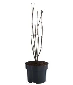 Roter Gewürzstrauch -Gartenpflanzen Verkauf 7085632 WE FS 001 CalycanthusFloridusGewuerzstrauch3L