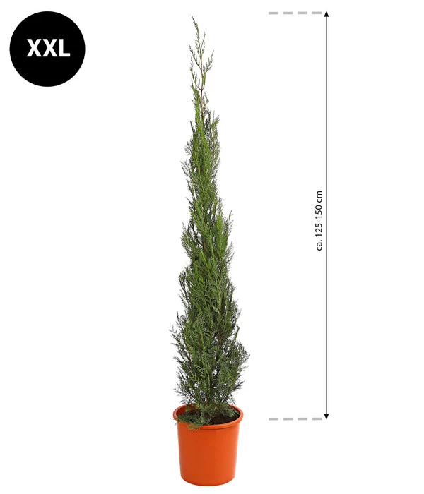 XXL Leyland-Zypresse 'Pyramidalis', Ca. 125-150 Cm 2 XXL Leyland-Zypresse 'Pyramidalis', Ca. 125-150 Cm – Bild 2