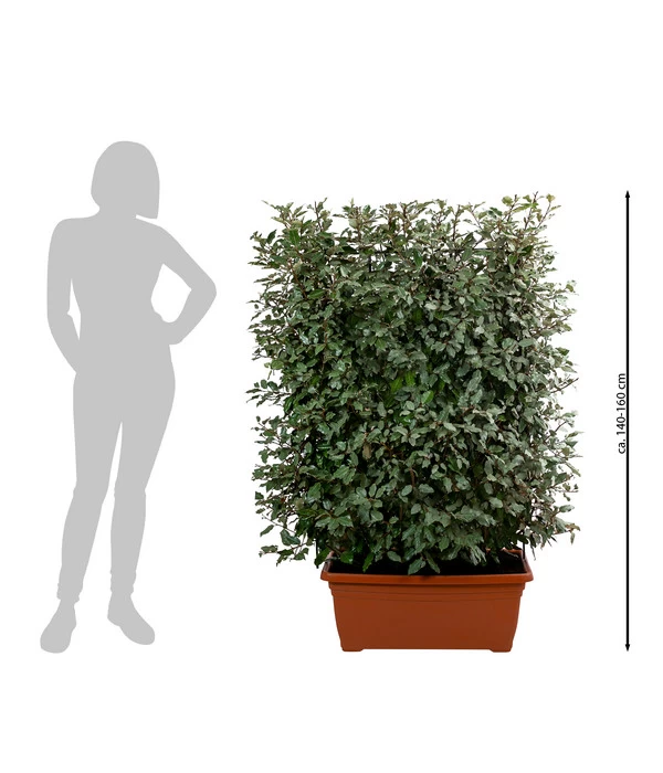 Wintergrüne Ölweide 'Compacta', Ca. 140-160 Cm 2 Wintergrüne Ölweide 'Compacta', Ca. 140-160 Cm – Bild 2