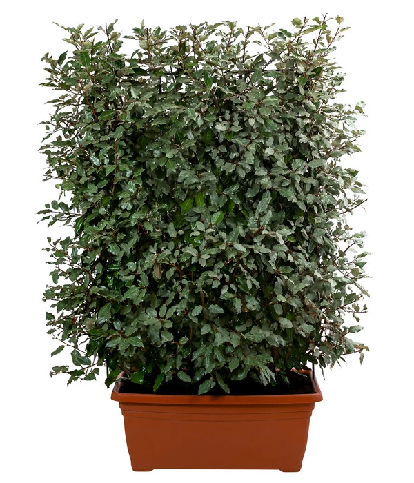 Wintergrüne Ölweide 'Compacta', Ca. 140-160 Cm 1 Wintergrüne Ölweide 'Compacta', Ca. 140-160 Cm