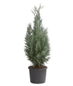 Blaue Säulen-Zypresse 'Columnaris Glauca'