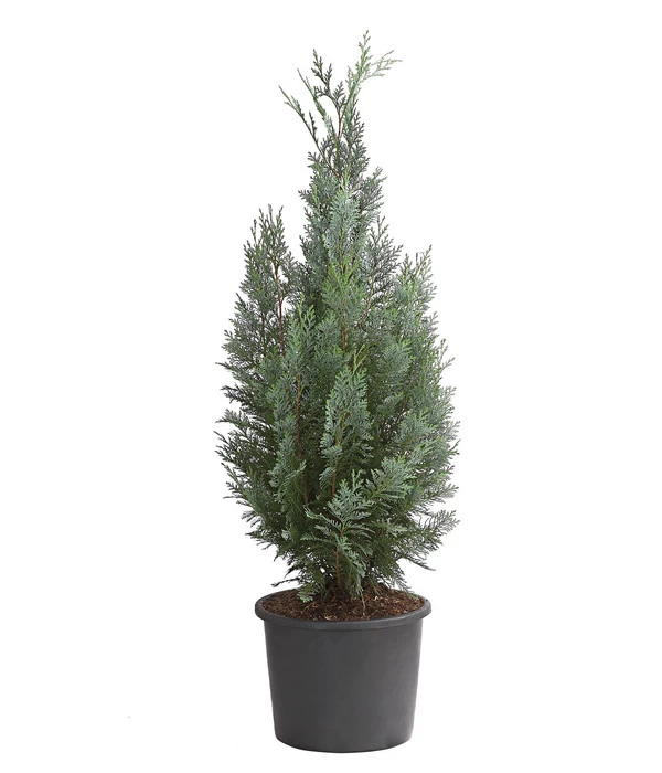 Blaue Säulen-Zypresse 'Columnaris Glauca' 1 Blaue Säulen-Zypresse 'Columnaris Glauca'