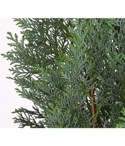 Blaue Säulen-Zypresse 'Columnaris Glauca' 5 Blaue Säulen-Zypresse 'Columnaris Glauca' -Gartenpflanzen Verkauf 7106180 WE DE 001 ChamaecyparisSaeulenzypresseColumnatisGlauca10LDehnerExpressHerzig