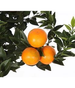 Bitterorange 'Chinotto' -Gartenpflanzen Verkauf 7119803 WE DE 001 CitrusMyrtifoliaT20DehnerExpressHerzig