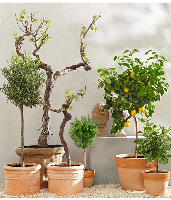 XXL Weinrebenstamm, Ca. 200-220 Cm, Verschiedene Sorten 2 XXL Weinrebenstamm, Ca. 200-220 Cm, Verschiedene Sorten – Bild 2