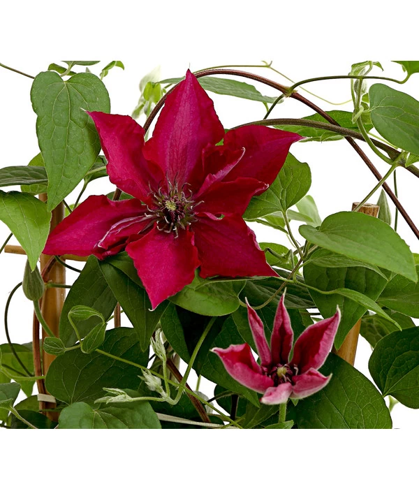 Waldrebe - Clematis, Rot, Rankhilfe 1 Waldrebe - Clematis, Rot, Rankhilfe
