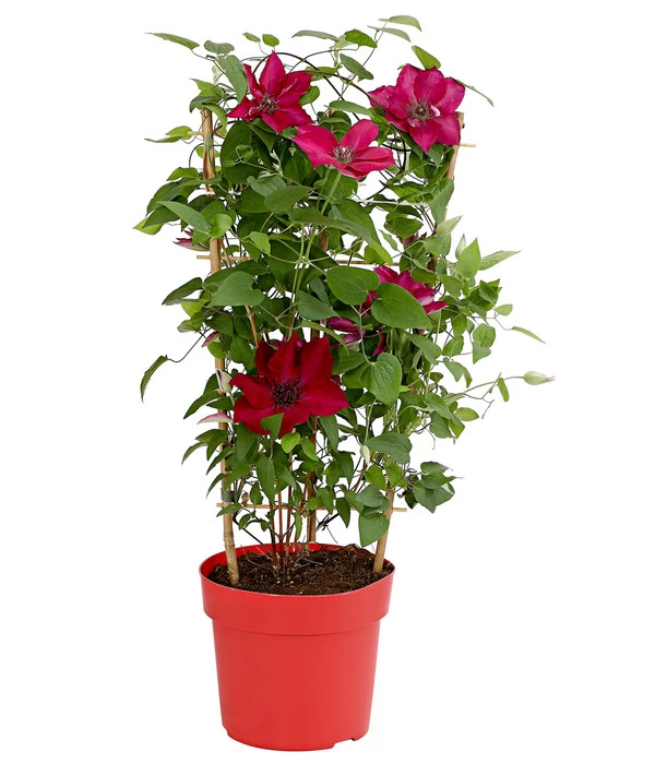 Waldrebe - Clematis, Rot, Rankhilfe 2 Waldrebe - Clematis, Rot, Rankhilfe – Bild 2