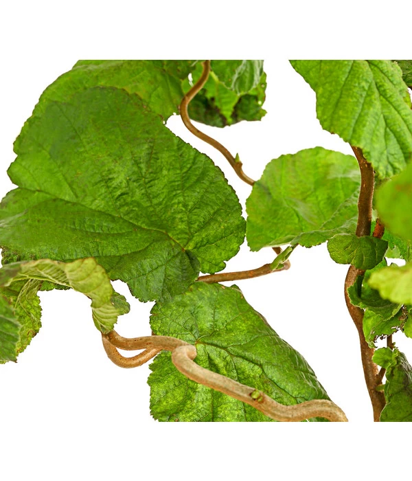 Korkenzieher-Hasel 'Contorta' 2 Korkenzieher-Hasel 'Contorta' – Bild 2