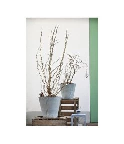 Korkenzieher-Hasel 'Contorta' 7 Korkenzieher-Hasel 'Contorta' -Gartenpflanzen Verkauf 7137805 PR MO 001 CorylusKorkenzieherhaselAvellanaTwister10LHelleborusshootingDehnerExpressHerzig