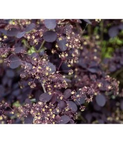 Perückenstrauch 'Royal Purple'