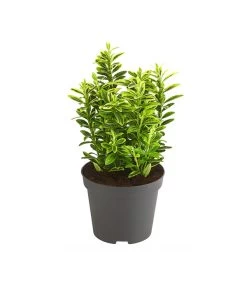 Kleinblättriger Kriech-Spindelstrauch 'Microphyllus Aureovariegatus'