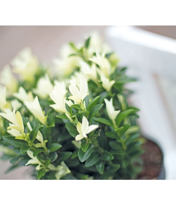 Kriech-Spindelstrauch 'Paloma Blanca' 2 Kriech-Spindelstrauch 'Paloma Blanca' – Bild 2