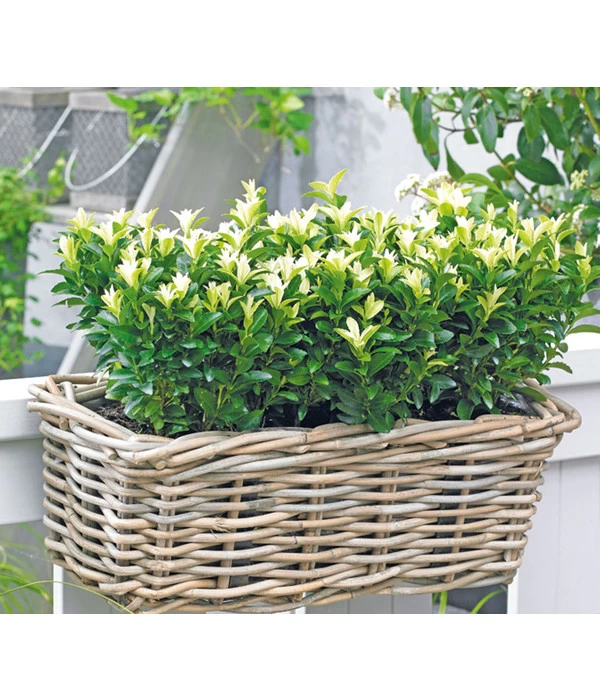 Kriech-Spindelstrauch 'Paloma Blanca' 1 Kriech-Spindelstrauch 'Paloma Blanca'