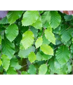 7 Meter Rotbuche, 20 X 175-200 Cm -Gartenpflanzen Verkauf 7185077 FagusSylvaticaDetailLuckner