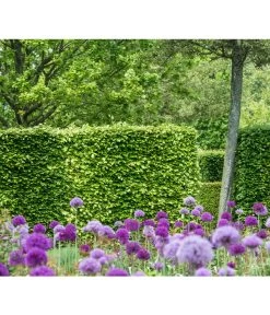 7 Meter Rotbuche, 20 X 175-200 Cm -Gartenpflanzen Verkauf 7185077 PR MO 002 FagusSylvaticaBucheLucknerHeckeOnlineKaufen