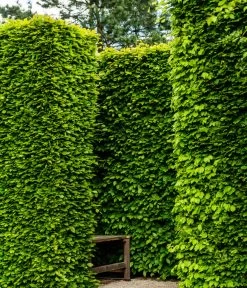 10 Meter Rotbuche, 50 X Ca. 100-125 Cm 6 10 Meter Rotbuche, 50 X Ca. 100-125 Cm -Gartenpflanzen Verkauf 7185093 WE MO 002 RotbucheFagusSylvatica 1