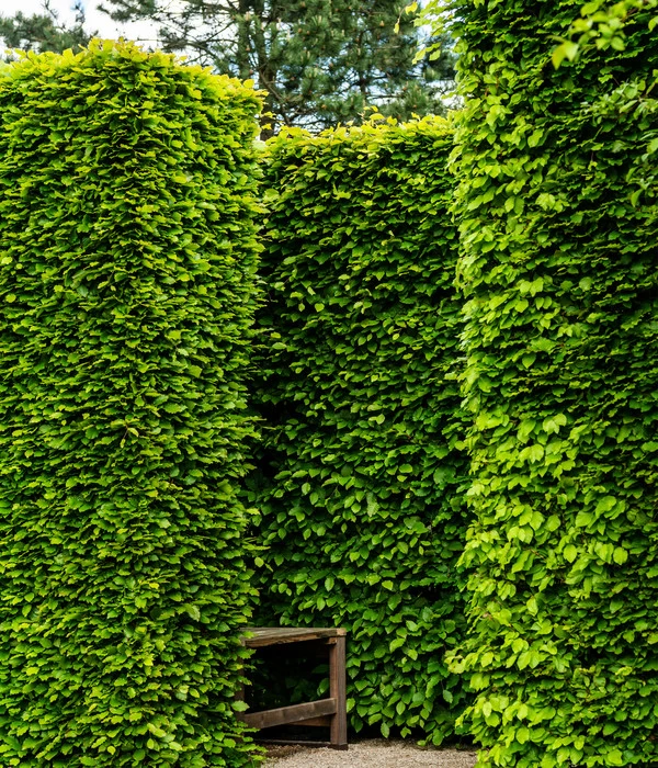 10 Meter Rotbuche, 50 X Ca. 100-125 Cm 3 10 Meter Rotbuche, 50 X Ca. 100-125 Cm – Bild 3