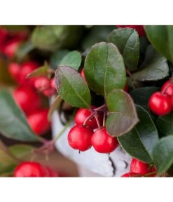 Rote Teppichbeere 12 Rote Teppichbeere -Gartenpflanzen Verkauf 7192941 PR DE 001 ScheinbeereGaultheriaWunderlich