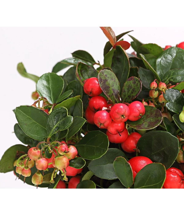 Rote Teppichbeere 7 Rote Teppichbeere – Bild 7