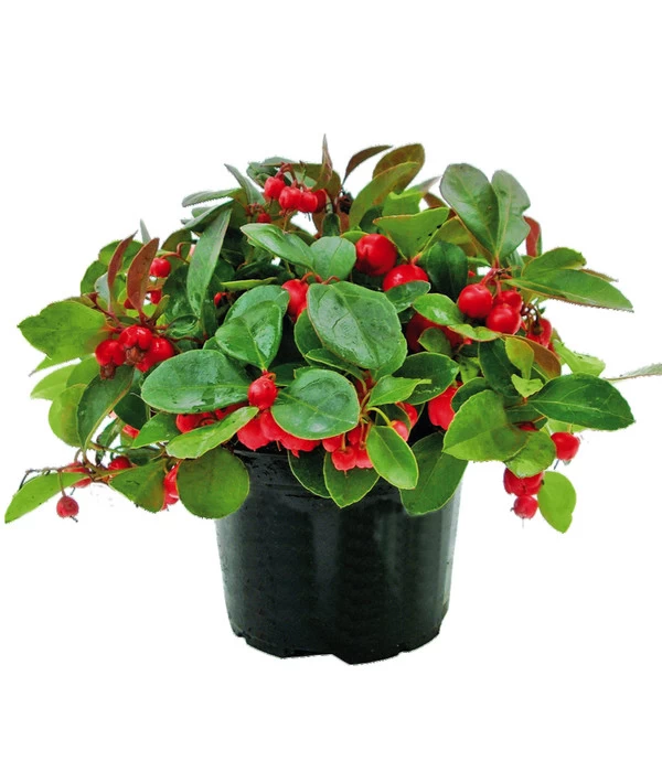 Rote Teppichbeere 1 Rote Teppichbeere