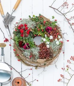 Rote Teppichbeere 9 Rote Teppichbeere -Gartenpflanzen Verkauf 7192941 WE MO 001 RoteTeppichbeereGaultheria