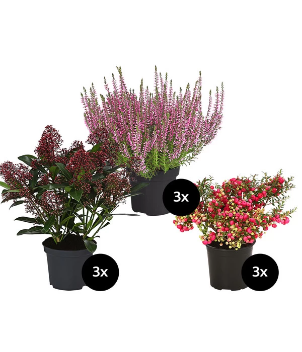 Grabpflanzen-Set In Liebe, 9-teilig 1 Grabpflanzen-Set In Liebe, 9-teilig