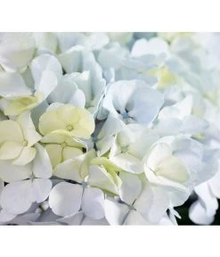 Bauern-Hortensie 'Avantgarde', Blau