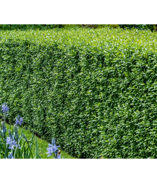 5 Meter Wintergrüner Liguster 'Atrovirens', 15 X Ca. 100-150 Cm 2 5 Meter Wintergrüner Liguster 'Atrovirens', 15 X Ca. 100-150 Cm – Bild 2