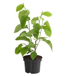 Duft-Magnolie 'Yellow Bird'