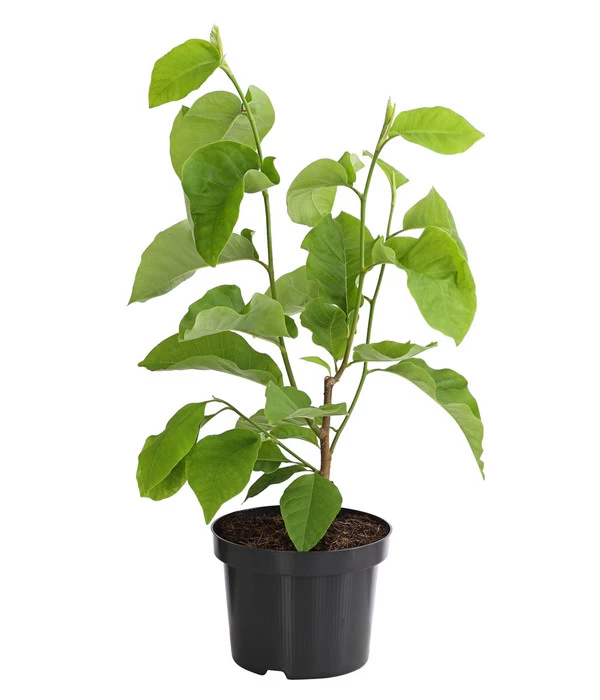 Duft-Magnolie 'Yellow Bird' 1 Duft-Magnolie 'Yellow Bird'