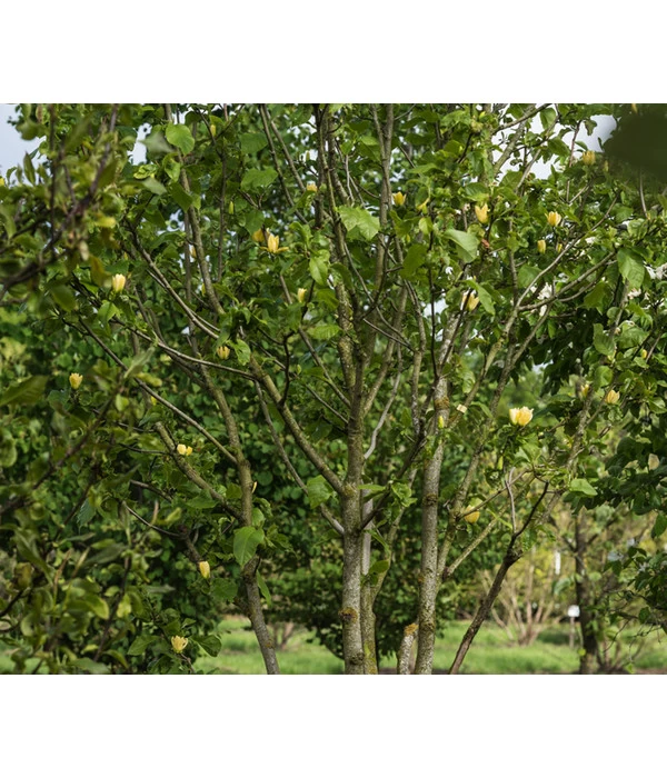 Duft-Magnolie 'Yellow Bird' 2 Duft-Magnolie 'Yellow Bird' – Bild 2
